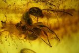 Two Large Fossil Ants (Formicidae) and a Fly (Diptera) in Baltic Amber #159759-3